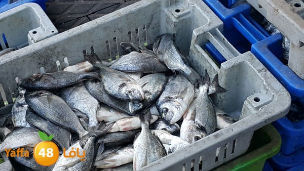 samak yaffa 3j53 (10).JPG